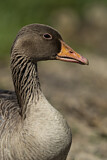 Image. Greylag Goose
