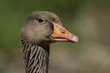 Image. Greylag Goose