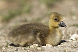 Image. Greylag Goose