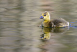 Image. Greylag Goose