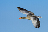 Image. Greylag Goose