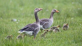 Image. Greylag Goose