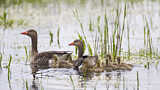 Image. Greylag Goose