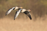 Image. Greylag Goose