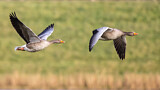 Image. Greylag Goose