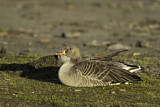 Image. Greylag Goose
