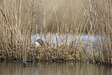 Image. Greylag Goose
