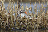 Image. Greylag Goose