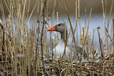 Image. Greylag Goose