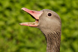 Image. Greylag Goose