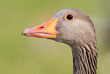 Image. Greylag Goose