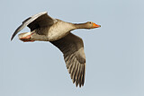Image. Greylag Goose