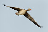 Image. Greylag Goose