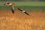 Image. Greylag Goose