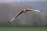 Image. Greylag Goose