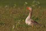 Image. Greylag Goose