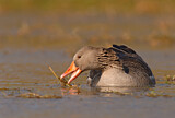 Image. Greylag Goose