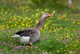 Image. Greylag Goose