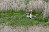 Image. Greylag Goose