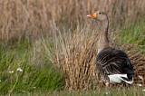 Image. Greylag Goose
