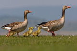 Image. Greylag Goose
