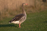 Image. Greylag Goose