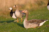 Image. Greylag Goose