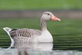 Image. Greylag Goose