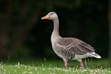 Image. Greylag Goose