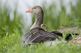 Image. Greylag Goose