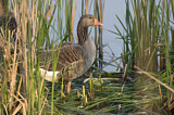 Image. Greylag Goose