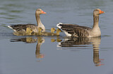Image. Greylag Goose