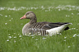 Image. Greylag Goose