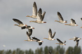 Image. Greylag Goose