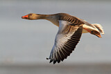 Image. Greylag Goose