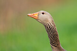 Image. Greylag Goose
