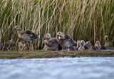 Image. Greylag Goose