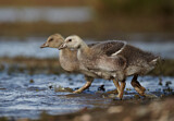 Image. Greylag Goose