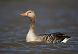 Image. Greylag Goose