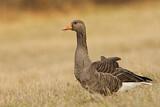 Image. Greylag Goose