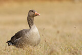 Image. Greylag Goose