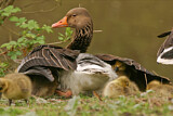 Image. Greylag Goose