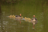 Image. Greylag Goose
