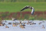 Image. Greylag Goose