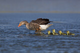 Image. Greylag Goose