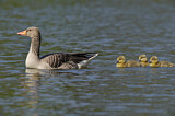 Image. Greylag Goose