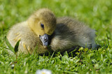 Image. Greylag Goose
