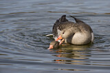 Image. Greylag Goose