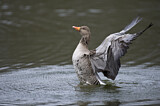Image. Greylag Goose