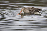 Image. Greylag Goose